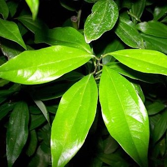 Cinnamon Leaf Organic Essential Oil 2